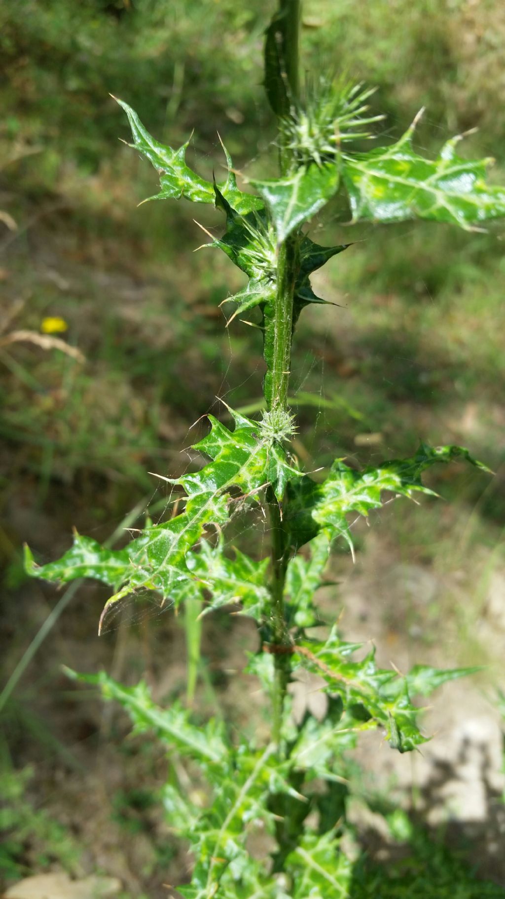 Ptilostemon strictus / Cardo stretto